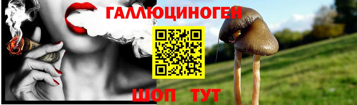 Галлюциногенные грибы Psilocybe Мурино